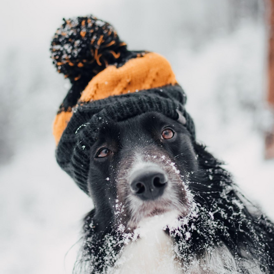 ¿Los perros pasan frío?