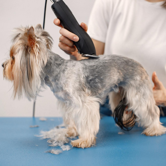 ¿Es bueno rapar el pelo de los perros?